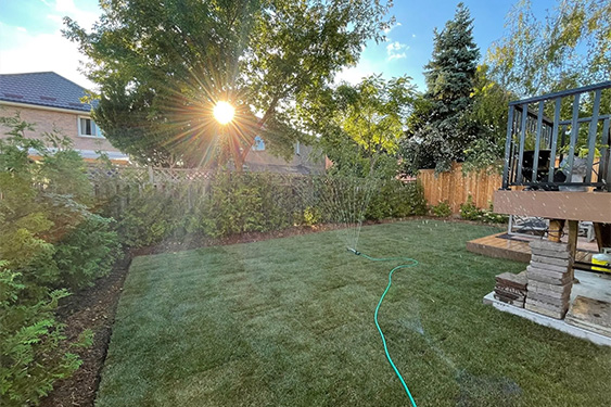 How to fix a weedy lawn