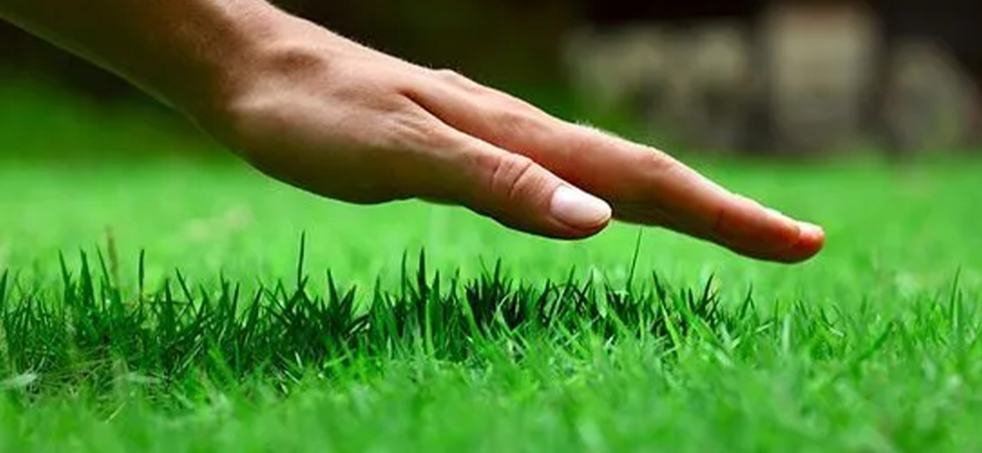 maintaining a healthy lawn
