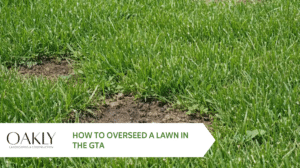 How to overseed a lawn