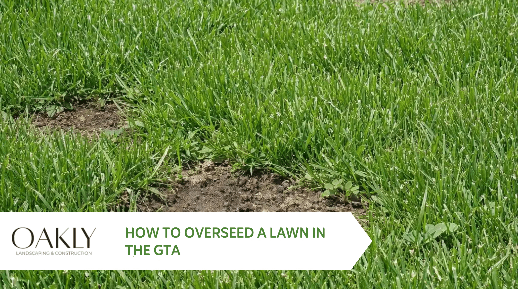 How to overseed a lawn