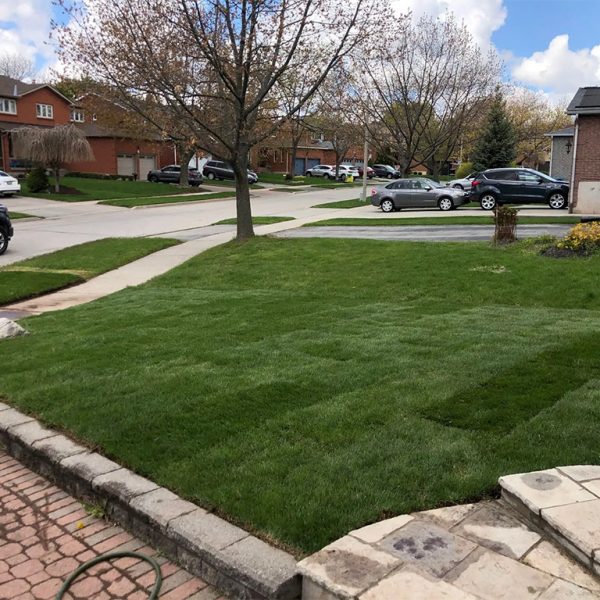 Sod replacement