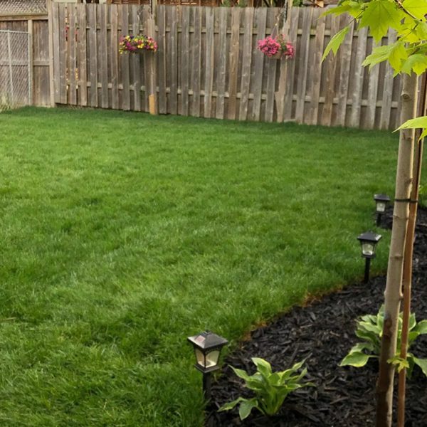 Sod replacement
