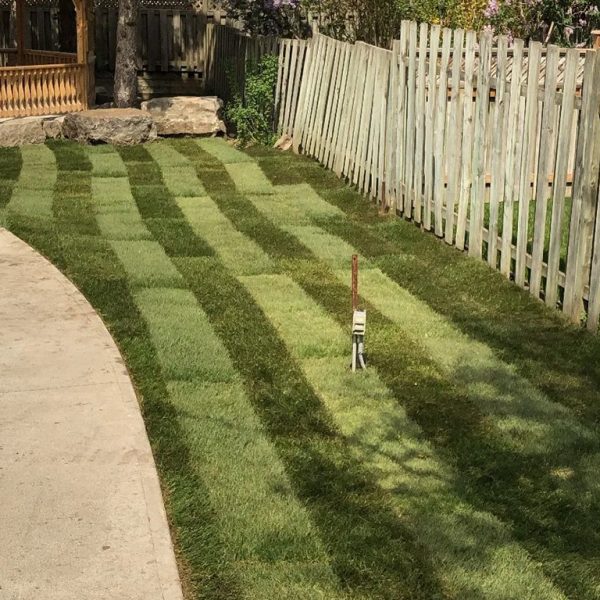 Sod replacement