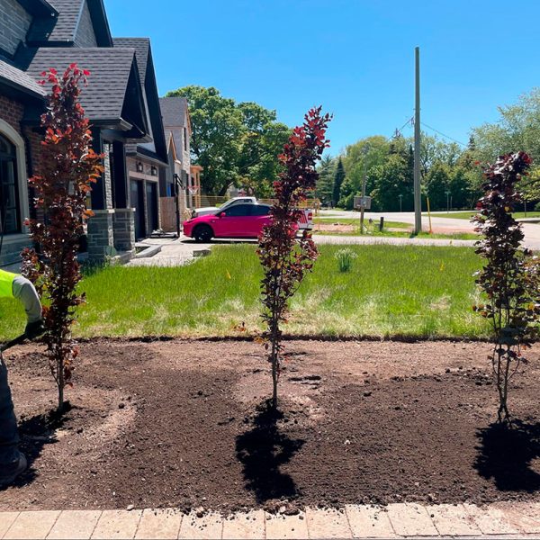 Landscaping-and-Planting-17