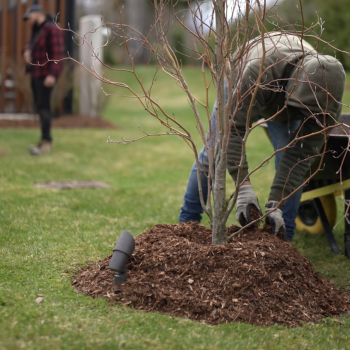 commercial property mulching