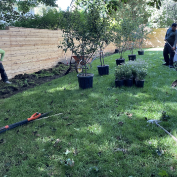 leo-landscape-studio-toronto-perennial-garden-transformation