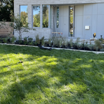 matrix-style-garden-design-with-astilbe-and-russian-sage