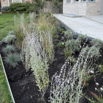 modern-garden-design-toronto-lord-seaton-front-yard