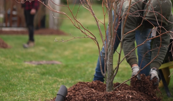 mulch-installation-backyard-landscape
