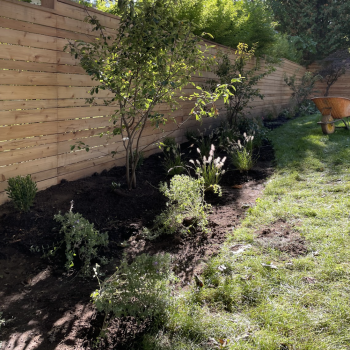 ornamental-grasses-feather-reed-lavender-garden-design