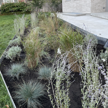 perennial-garden-installation-toronto-leo-landscape-studio