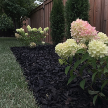 sod-landscape-installation-backyard